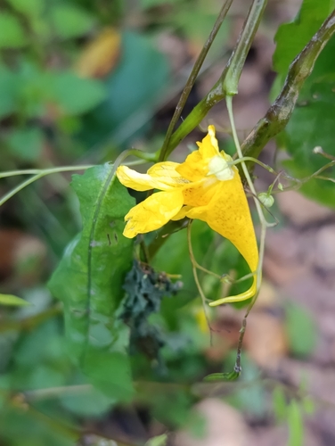 Impatiens noli-tangere, photograph 4