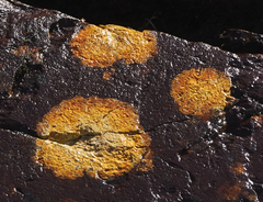 Ionaspis lacustris