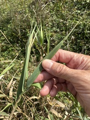 Phalaris arundinacea, photograph author not stated, no rights reserved