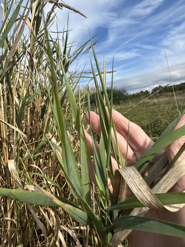 Phalaris arundinacea, photograph 4