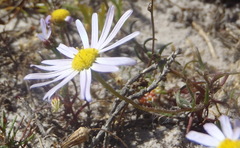 Felicia australis