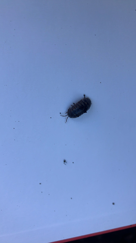 Common Pill Woodlouse