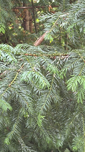 Taxus baccata, photograph 2