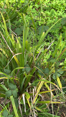 Carex pendula, photograph 4