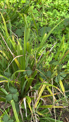 author not stated, no rights reserved Carex pendula, photograph author not stated, no rights reserved