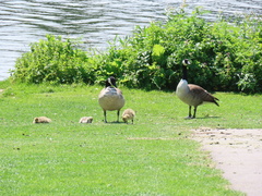 Branta canadensis