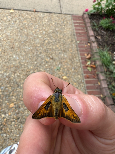 Huron Skipper