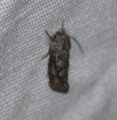 Acrolophus arizonellus