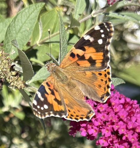 Painted Lady
