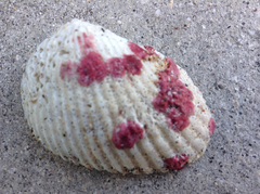 Homotrema rubrum