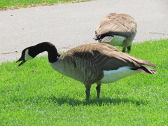 Branta canadensis