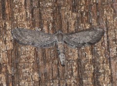 Glaucina interruptaria
