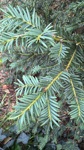 Taxus baccata