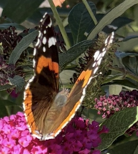 Red Admiral