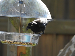 Quiscalus quiscula quiscula