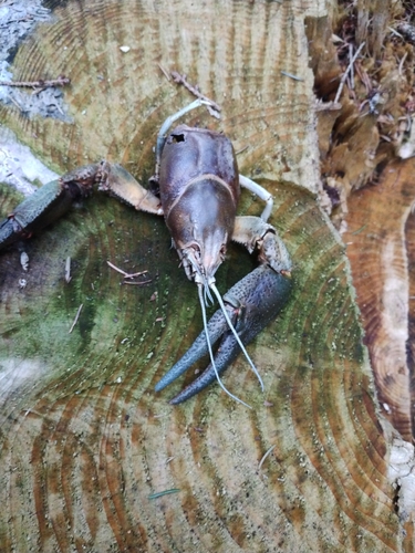 European Crayfish