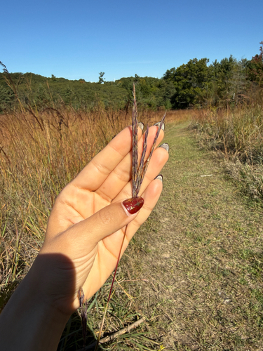 big bluestem