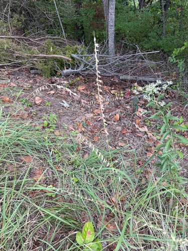 sideoats grama