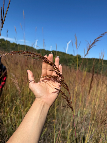 Indiangrass