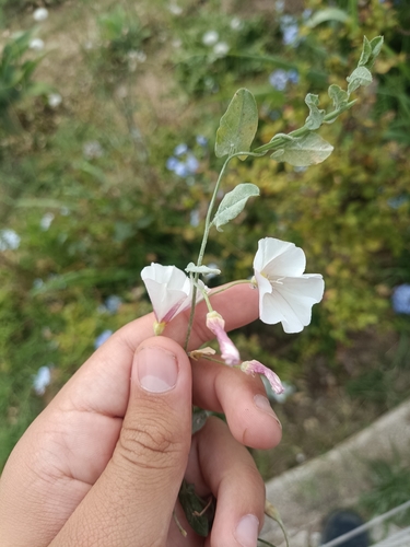 Convolvulus arvensis, photograph 1