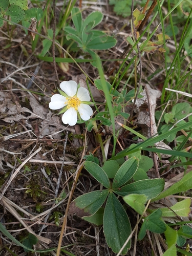 White Cinquefoil