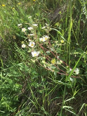 Drymocallis rupestris