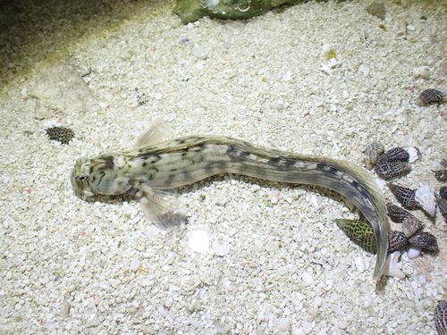 Istiblennius lineatus observed 2026-09-20