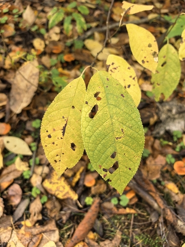 Наблюдение на iNaturalist