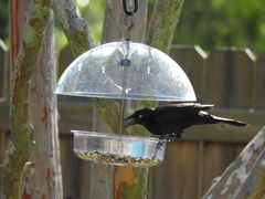 Quiscalus quiscula quiscula