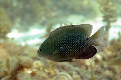 Threespot Damsel