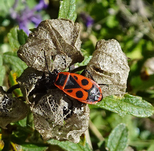European Firebug