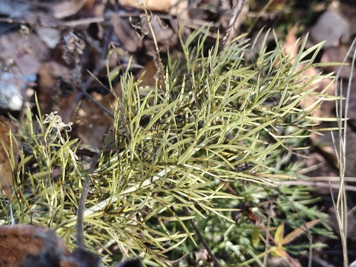 Adonis vernalis