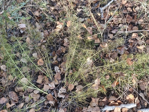 Adonis vernalis, photograph 2