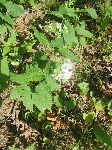 white snakeroot