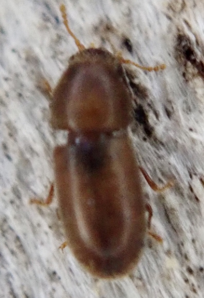 Cis fagi