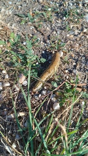 Convolvulus Hawkmoth