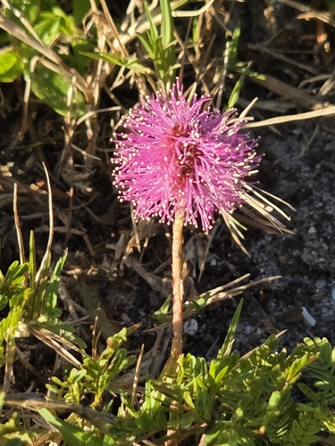 sunshine mimosa