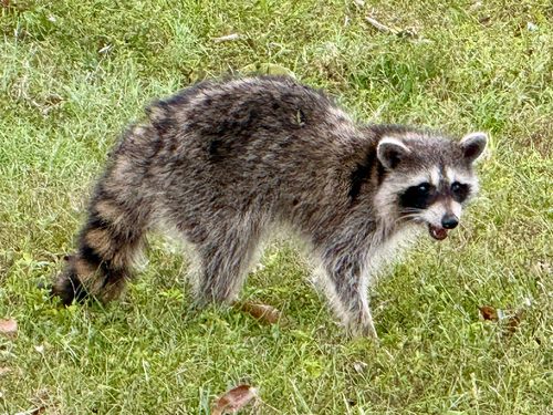 Common Raccoon