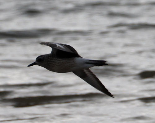 Black-bellied Plover