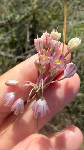Allium telmatum