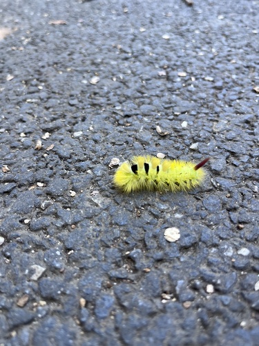 Pale Tussock Moth