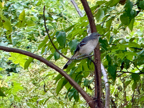 Northern Mockingbird