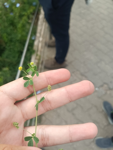 Medicago lupulina, photograph 1