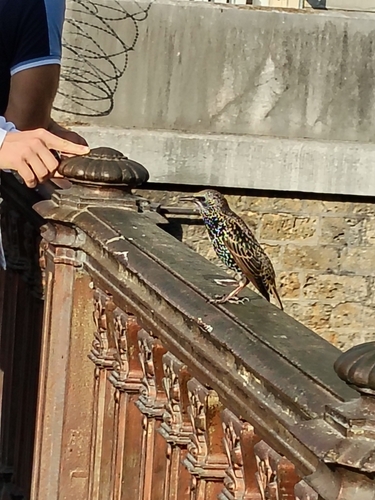 European Starling