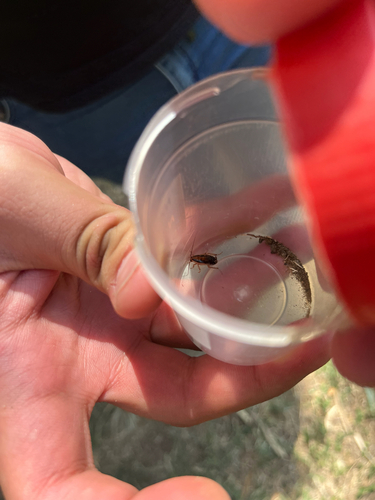 Tworidge Roach