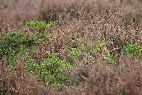 European Stonechat