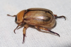 Anomala pallida