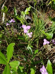 Callisia ornata