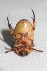 Anomala pallida