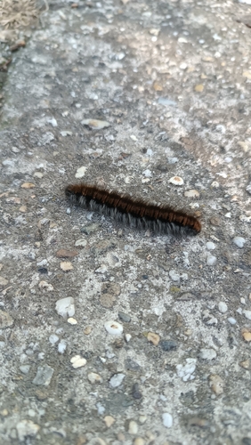 Fox Moth